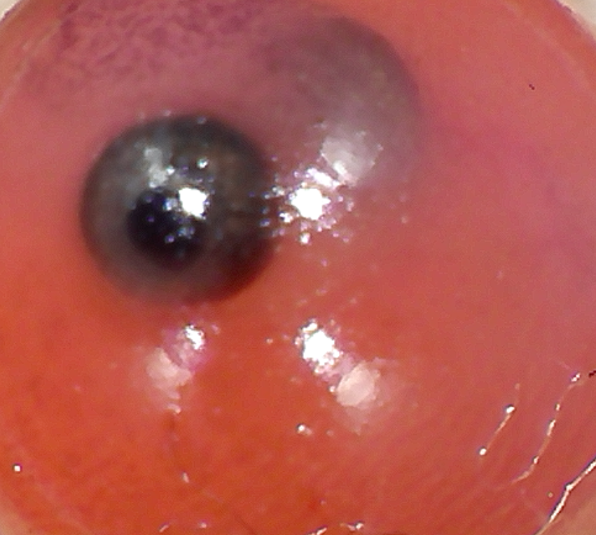 shelagh09's tweet photo. Took one of our @ermalearns coho eggs from the tank today to look at it under the microscope. Students were amazed when it started to move! Waiting for hatch day! #salmon #DFO_Science #sd36learn https://t.co/ko8JkhaBF1