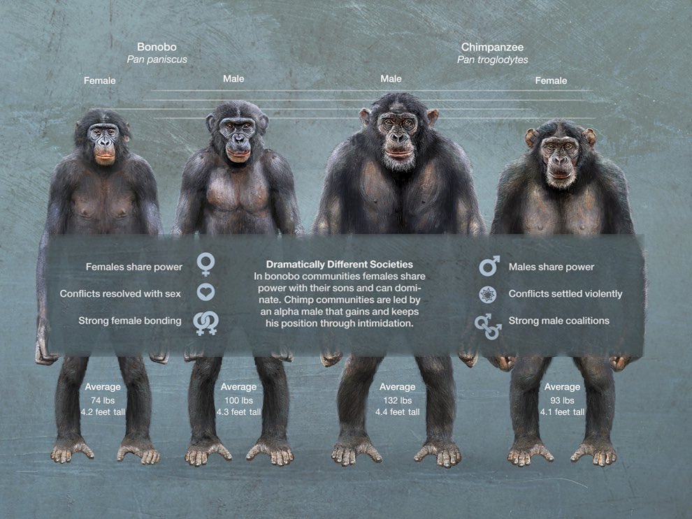 Шимпанзе отличается от человека. Шимпанзе бонобо и человек. Шимпанзе бонобо рост. Бонобо самец. Обезьяна бонобо самец.
