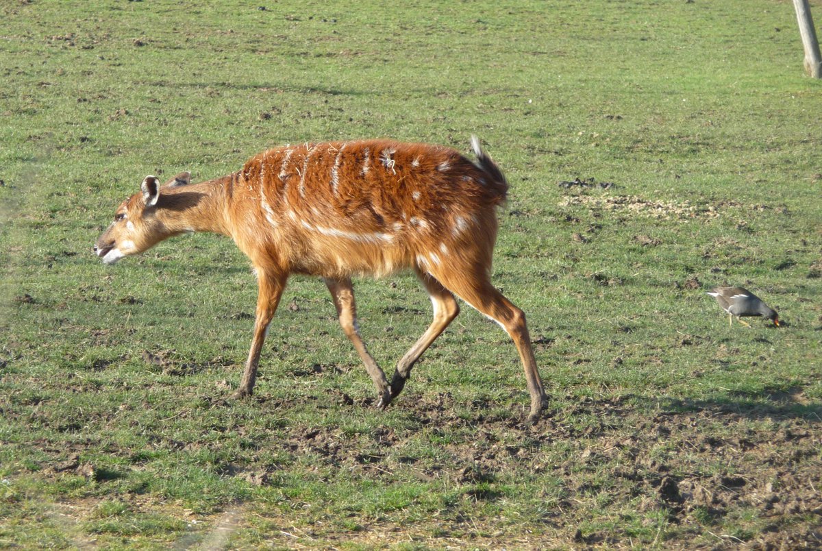 katesandison's tweet image. I saw this beautiful Sitatunga in Chessington today!  Instant love! Such an expressive face.