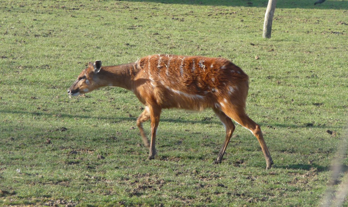 katesandison's tweet image. I saw this beautiful Sitatunga in Chessington today!  Instant love! Such an expressive face.