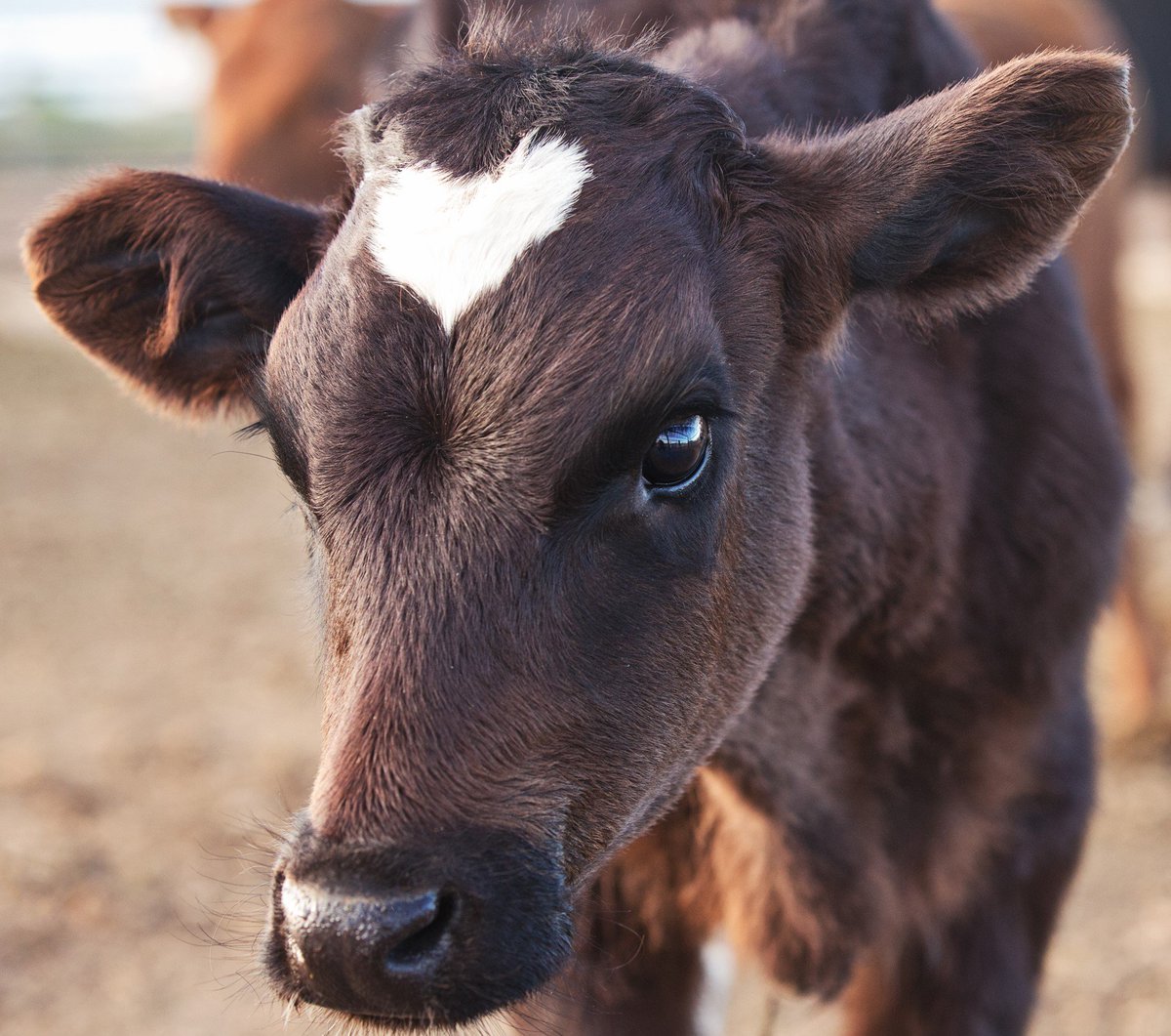 Happy ❤️ Day! #FarmLove