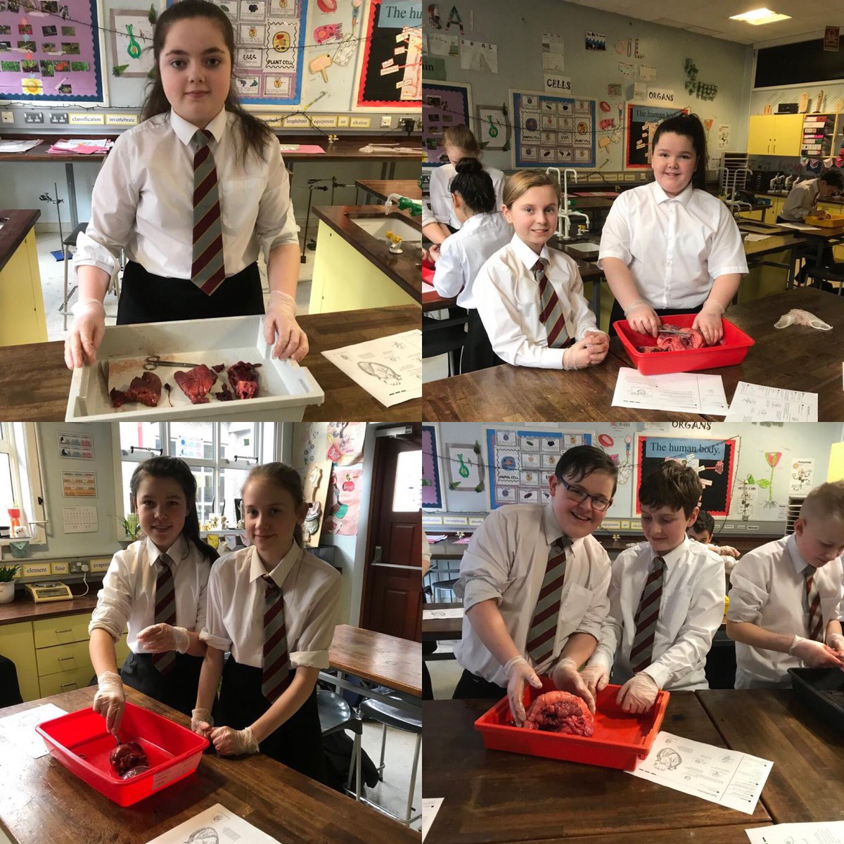 NewryHigh_Sci's tweet photo. Love is in the air today at Newry High Science Club everyone enjoyed dissecting hearts ♥️ https://t.co/IcIQxaz9ck