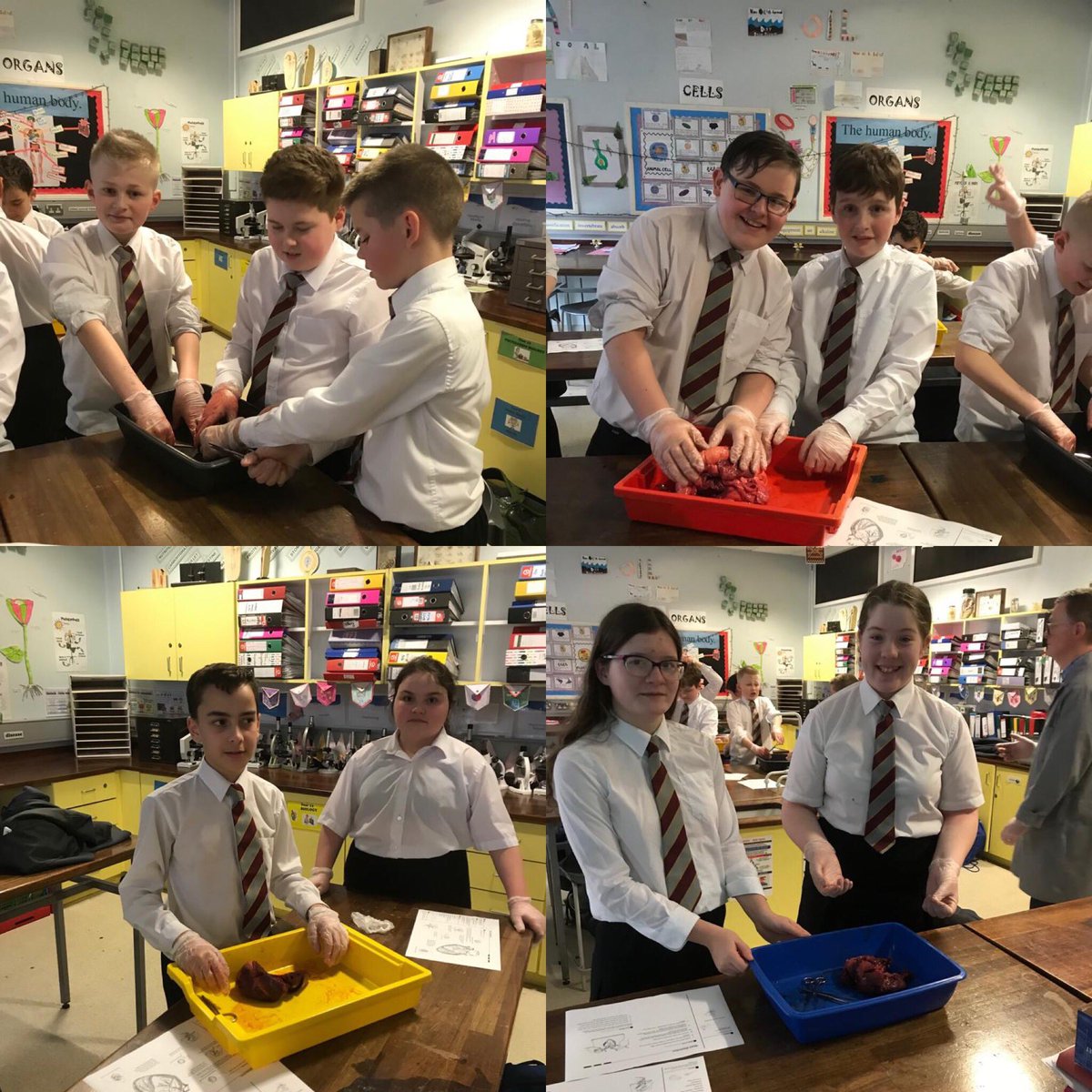 NewryHigh_Sci's tweet photo. Love is in the air today at Newry High Science Club everyone enjoyed dissecting hearts ♥️ https://t.co/IcIQxaz9ck