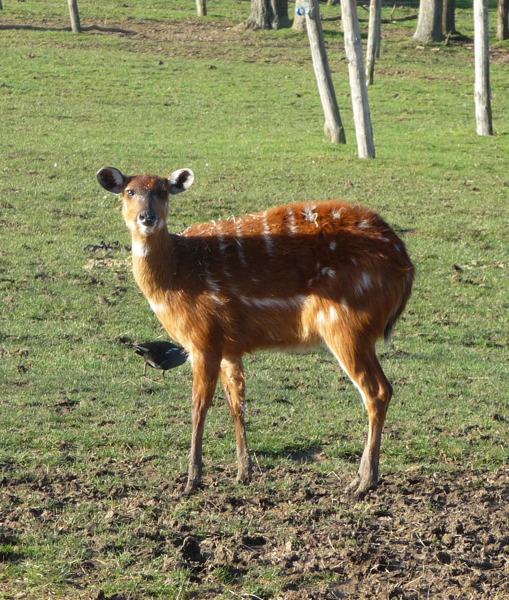 katesandison's tweet image. I saw this beautiful Sitatunga in Chessington today!  Instant love! Such an expressive face.