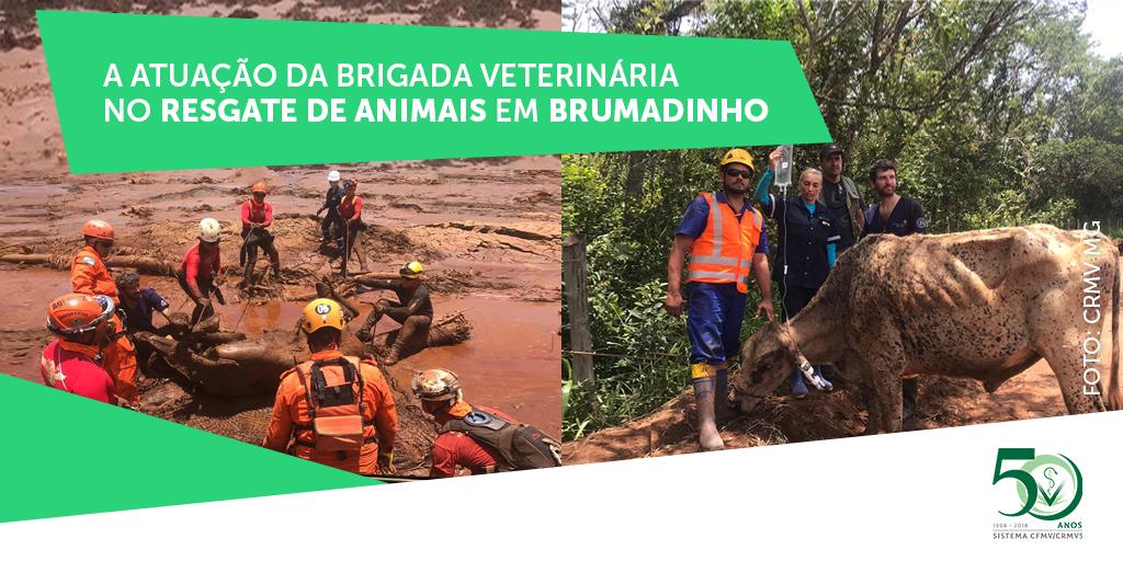 #Brumadinho 👩‍⚕👩‍🚒👷‍♀16 dias de trabalho ininterruptos. 30 médicos-veterinários voluntários coordenados pelo <a href="/CRMV_MG/">CRMV-MG</a> 🐄🐈🐓RESULTADO: mais de 400 animais resgatados e assistidos. Confira o relato completo ➡ goo.gl/hjyRZy