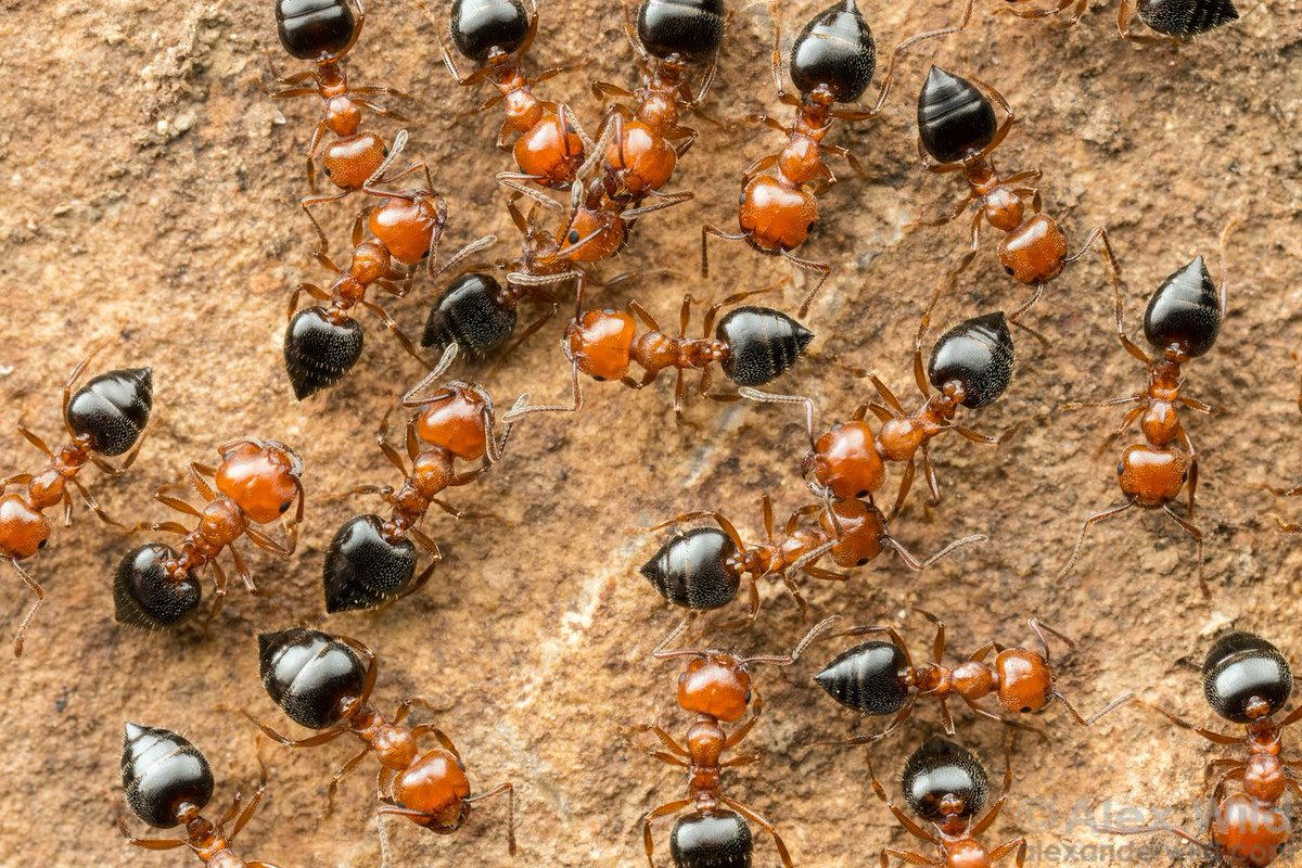 Crematogaster laeviuscula