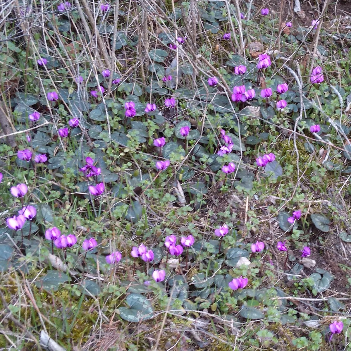 tbs_navigator's tweet photo. Just for beautiful women, photo  from Mtskheta forest, taken today 😘
#SaintValentin #georgia #tbilisi #personalguidegeorgia https://t.co/Kj5crSZAEF