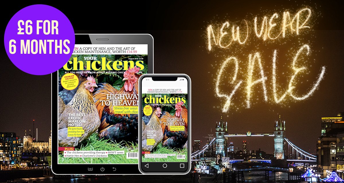 Your Chickens tweet media