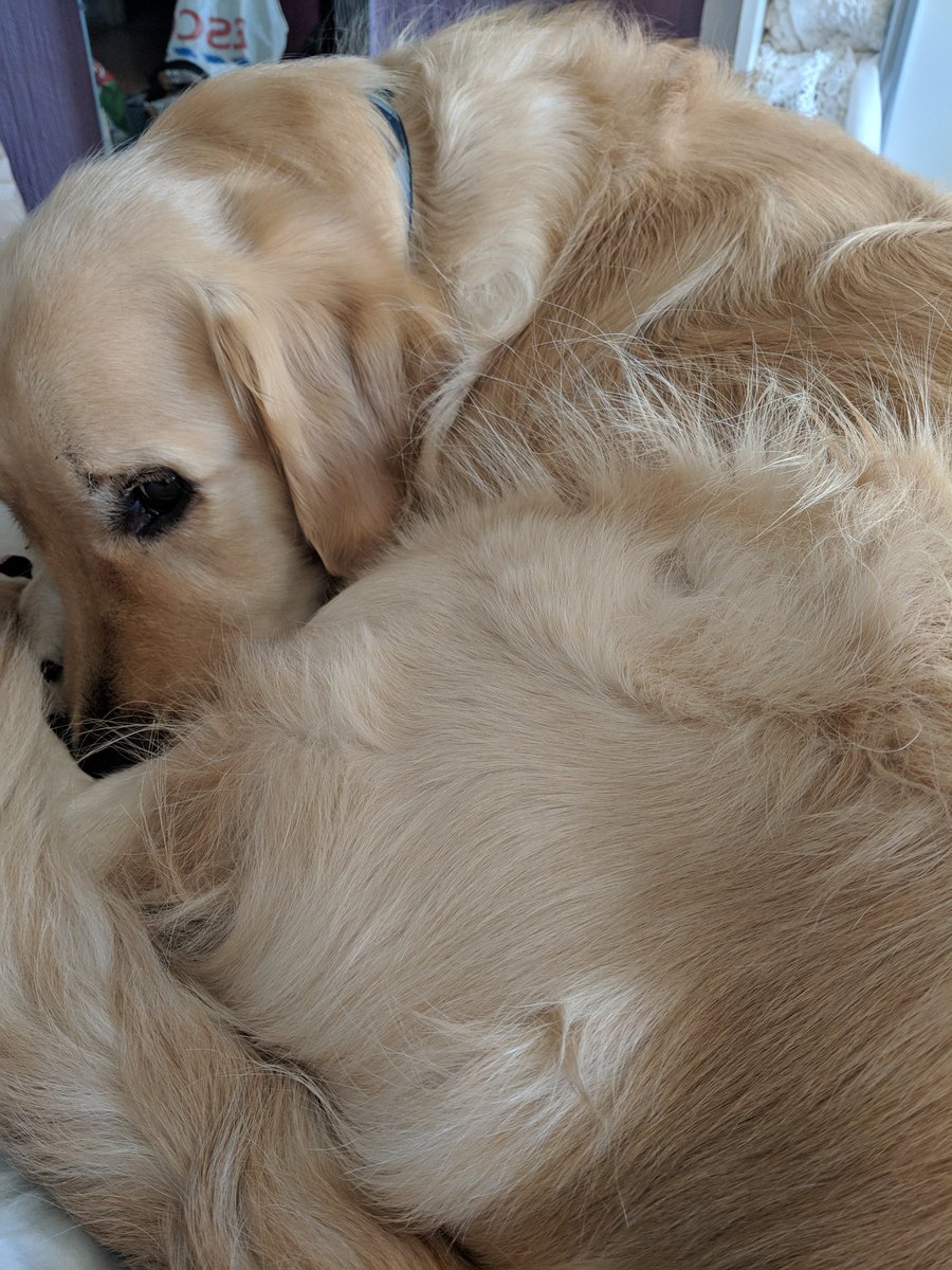 CyberJodie's tweet photo. @darth No pups I'm afraid, just this croissant I found. https://t.co/d7jMrnm9Vh