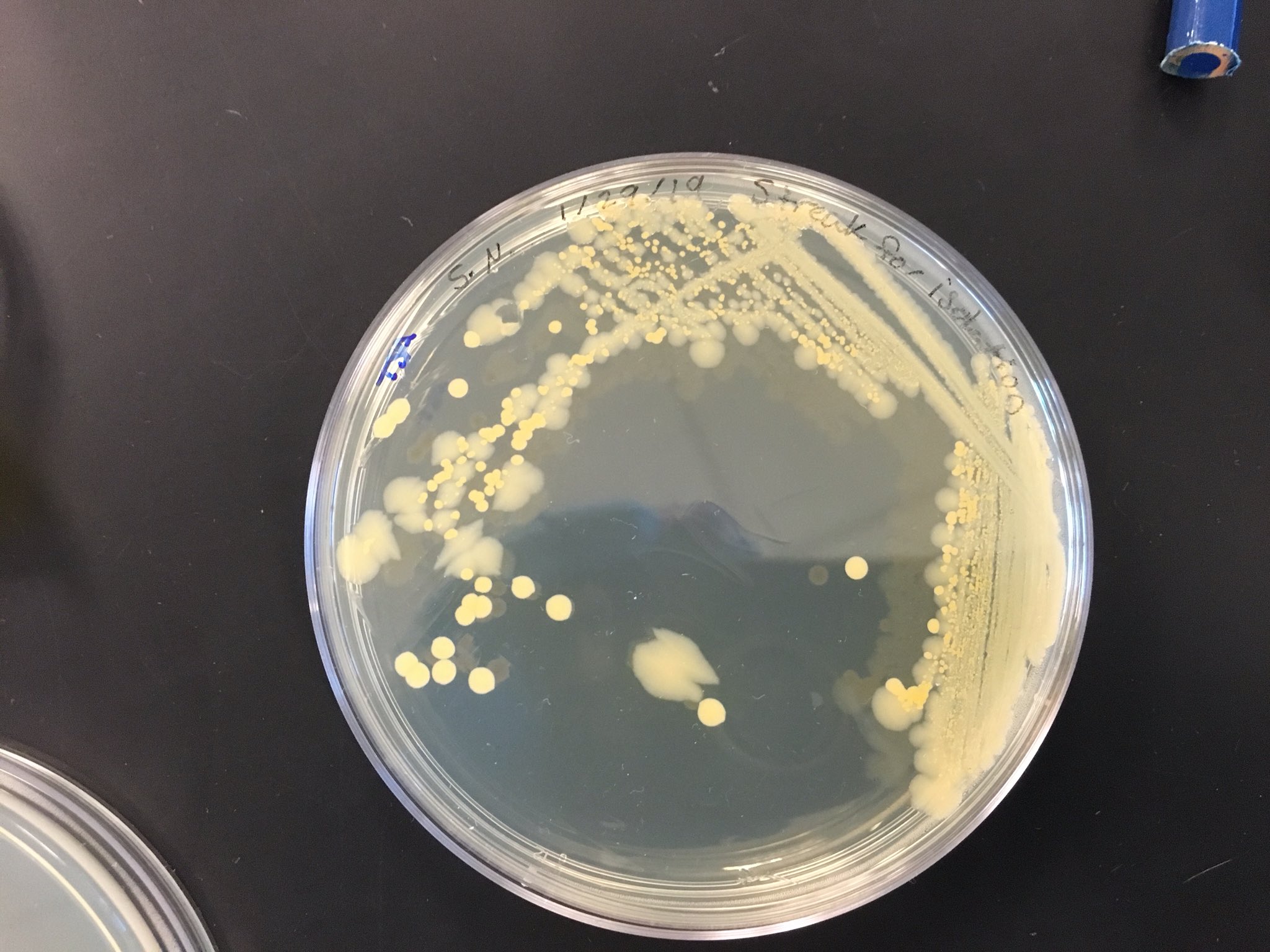 staphylococcus epidermidis streak plate