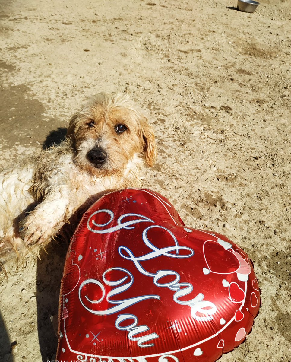 AvoraAnimal's tweet photo. SAN VALENTIN, día internacional del amor....pero para nuestros peludos, un solo día al año no es suficiente para demostrar todo el amor que tienen en su interior y prometen querernos  cada día de sus vidas. Así de guapos han posado para conquistar a su media naranja. https://t.co/nlw5rgX4wM