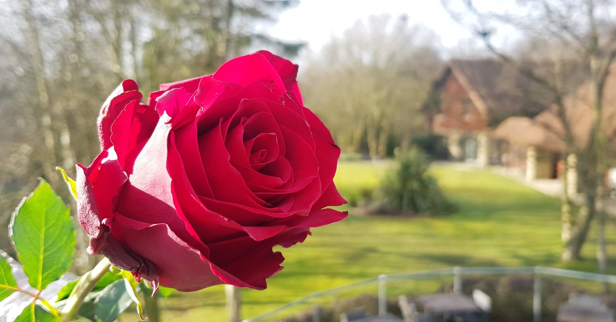 Happy Valentine's Day ❤

#valentines #love #rose #redrose #hotel #otley #guiseley #leeds #yorkshire