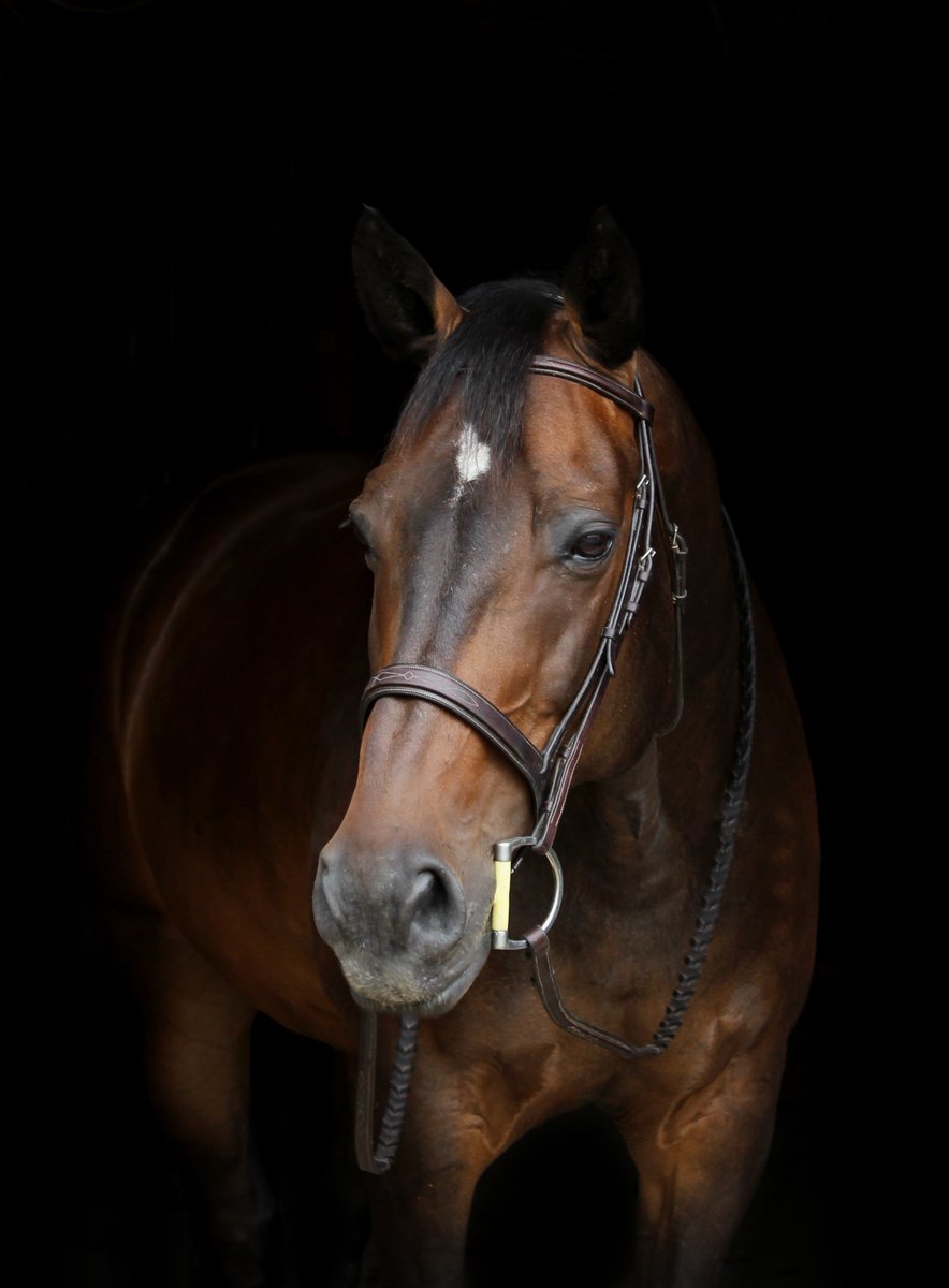 The RSPCA welcomes the establishment of a Senate Inquiry into a national horse register, to improve the traceability of horses bred in Australia for racing and other pursuits. bit.ly/2N3V0IH