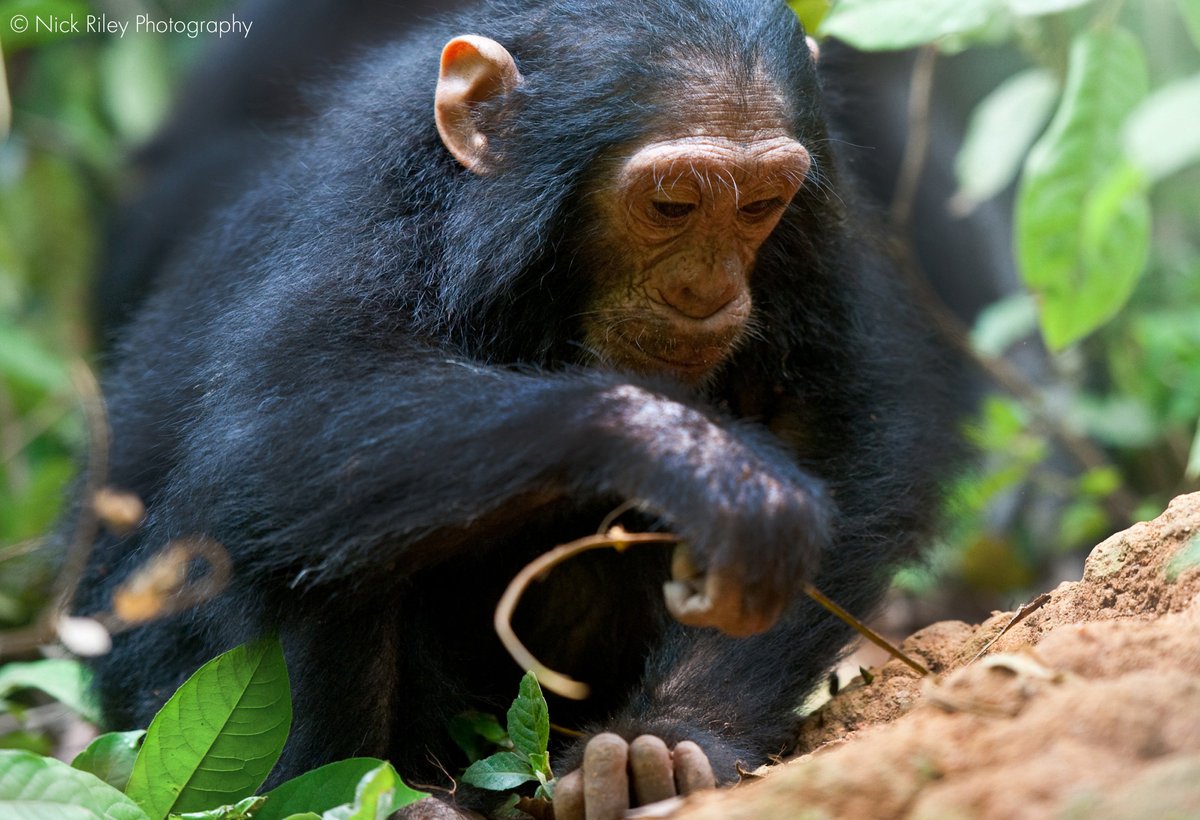 Humans walk upright and use tools to do
Chimpanzees aren't bipedal, but they use tools just like you
Both are great apes, and important to give your love to, too! 

#ScienceValentines #ValentinesDay