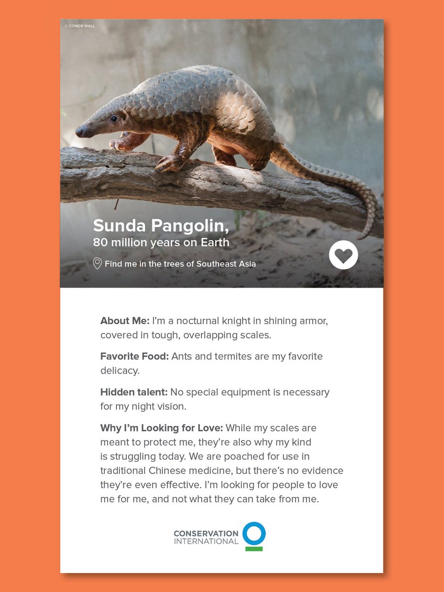 ConservationOrg's tweet photo. Pangolins may be their own knight in shining armor, but they're still looking for the love this #ValentinesDay.
Feel the #PangsOfLove in your heart. Do your part to #KeepLoveAlive so pangolins can keep the love train rolling for many more #VDays to come.
https://t.co/nTNrQRg1RP https://t.co/rOf2iJllxn