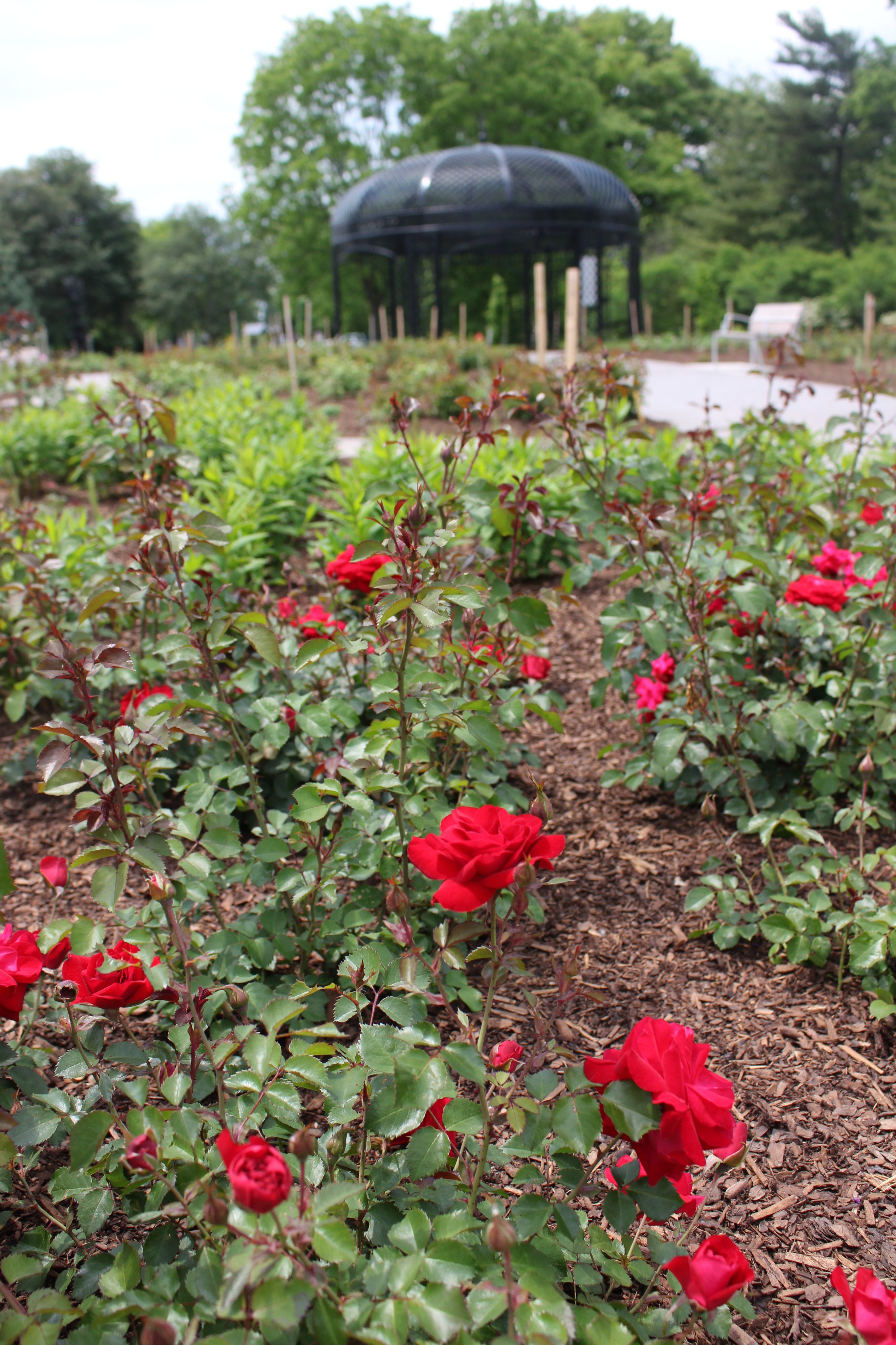 ildsted ambition barndom Royal Botanical Gardens on Twitter: "Red roses of course have a very  distinct meaning in #floriography; red signifies enduring love and passion,  and so is the lovers rose and why we give