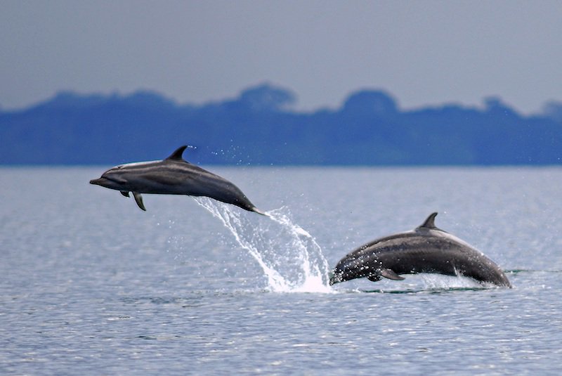 What are you doing this summer? 

Check out this dolphin conservation program in Croatia with <a href="/animal_intl/">AnimalExperienceIntl</a> 

govoluntouring.com/dolphin-resear…

#dolphinconservation #volunteereurope #croatia #dolphin