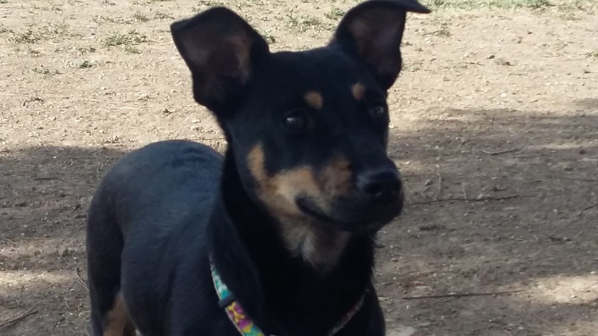 protemalaga's tweet photo. Ranger, 6 meses, encontrado en una obra debajo de unos escombros.  Ranger se encuentra en una casita de acogida, donde cada día es un perrito más confiado y maravilloso. Será de tamaño pequeño, pasea genial con la correa y es sociable. +info: 📩acogidasprotectoramalaga@gmail.com https://t.co/XIKcv7qCHu