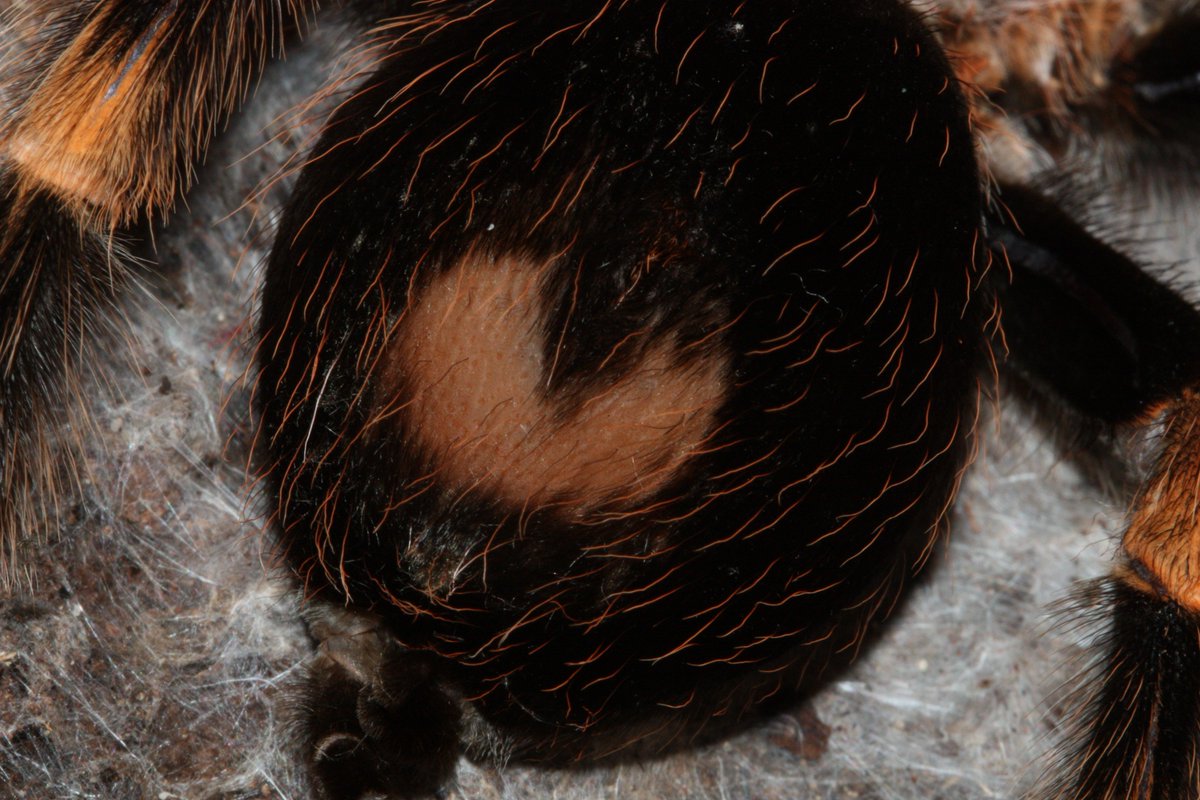 I think my Red-knee tarantula is trying to tell us something for Valentine's day?   I expect it is love for the Commission for Environmental Cooperation’s ground-breaking work to help end illegal trade of North American tarantulas! bit.ly/2UUkoDv

#WeLoveTarantulas