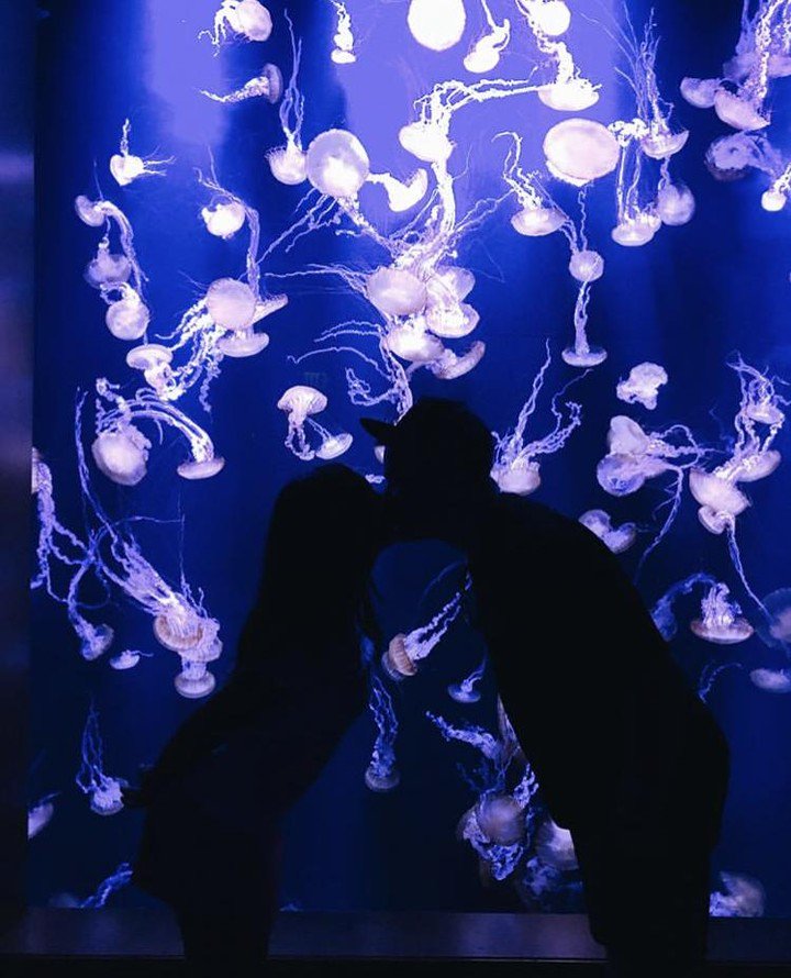 ReynoldsPolymer's tweet photo. Love is in the air...and under the sea! Happy Valentine's Day from all of us at @ReynoldsPolymer. https://t.co/eHb8uV50lF

#ReynoldsPolymerTechnology #ValentinesDay #WondersOfWildlife #WOWAquarium #Aquarium 📷: @WOWaquarium https://t.co/cHyXWRcXuK