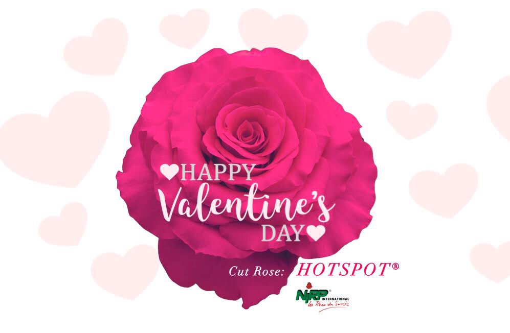 NirpRoses's tweet photo. #Nirp wish you #HappyValentineDay #ValentineDay #Valentines2019 with #hotspot #roses #florist #hotpink #pinkroses https://t.co/wz3slJ4awC