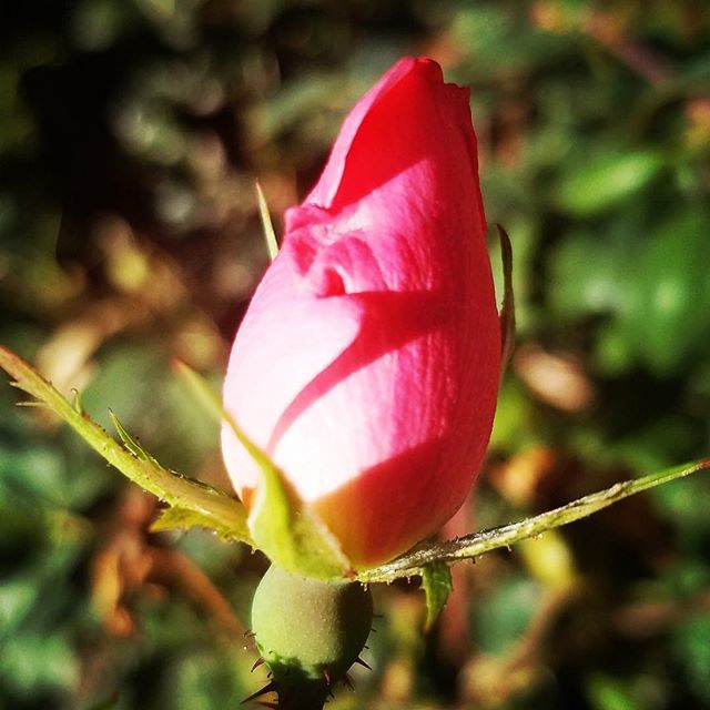 PagesWindows's tweet image. If I had a flower for you every time I thought of you... I could walk through my garden forever. -Alfred Tennyson
Happy Valentines 
#valentines #happyvalentinesday #pageswindows #cutequotes #rosebud #rose #pink bit.ly/2SQTejr