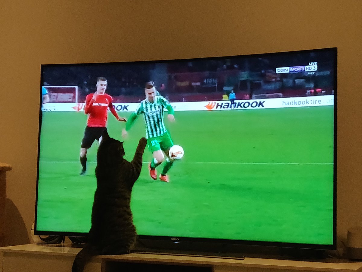 #SRFCRealBetis @LoCelsoGiovani @RealBetis_en my cat appreciated the comeback from Betis. Mucho Betis!