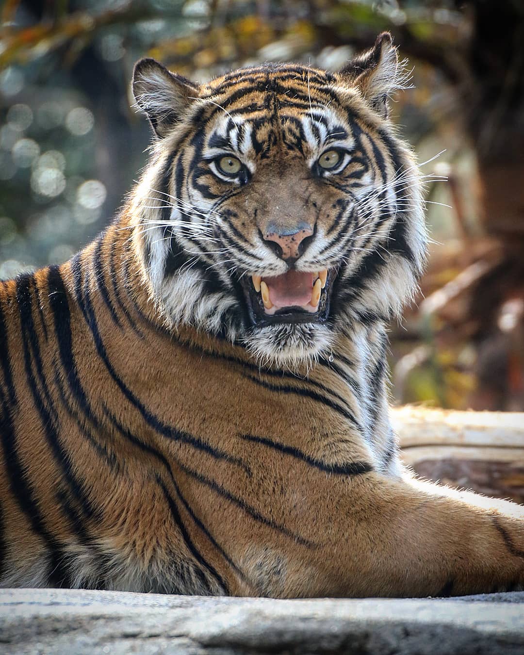 Run Swim Shingo スマトラトラ Sumatran Tiger バユ あくびの途中ではなく 威嚇されてしまいました 何もしてないのですが ズーパラダイス八木山 八木山動物公園 スマトラトラ Sumatrantiger Tiger T Co Mrbbrs425w Twitter