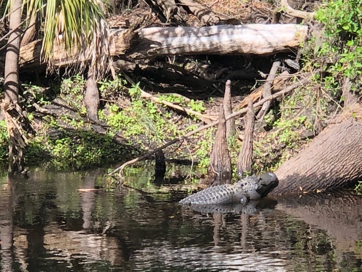Enjoying the sunshine at Hillsborough River St Pk in Zephyrhills FL. #Florida #vanlife #wildlife #rvhomeontheroad