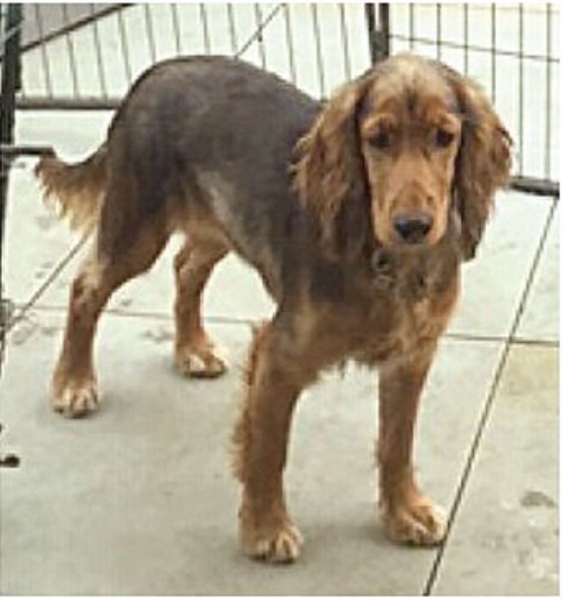 Carolin33117242's tweet photo. Where is SOPHIE please?☹️
Young #CockerSpaniel gold and black #missing from #TW8  area
Did you take her? Have you seen anyone on the Canal with a dog just like her? Have you been offered a dog that looks like #sophie? Her humans miss her😥😥😥 #dotherightthing https://t.co/oYReDT5SSU