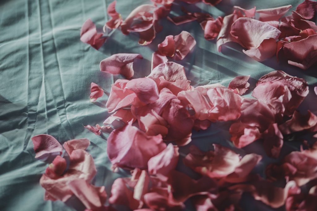 🌸 SOON 🌸