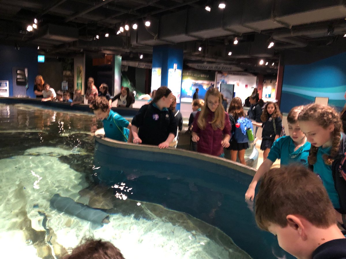 Baby shark doo doo doo doo #davis5