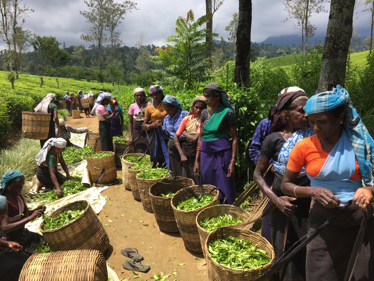 For Sunleaf tea we only use garden fresh #tea hand-plucked in #SriLanka