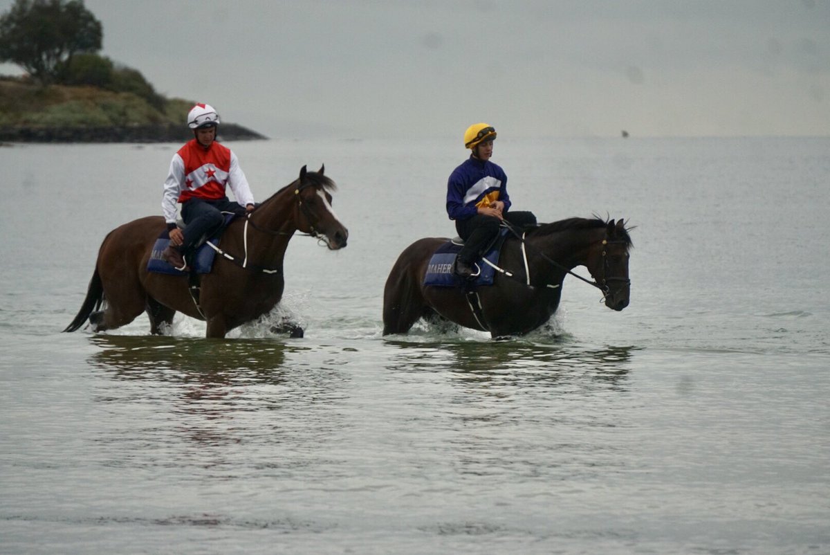 BLACK SAIL 🙌🏻 Get around him! He’s an ALL STAR in our eyes 🤩 <a href="/allstarmile/">The All-Star Mile</a> #VoteBlackSail #AllStarMile <a href="/cmaherracing/">Ciaron Maher Racing</a>