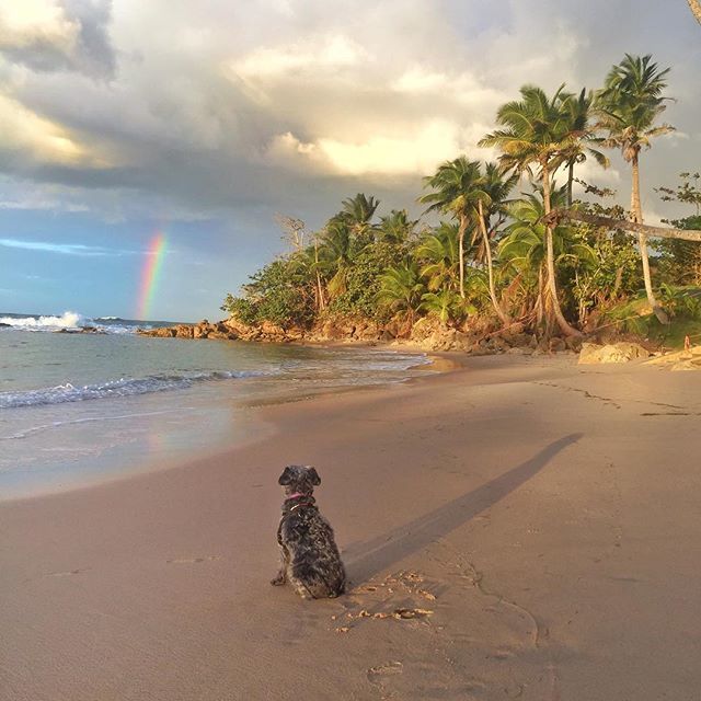 Max asked me to ask you if you’d please be his valentine? 💘
.
.
.
.
.
.
#dogloverstagram #dogvalentine #smalldogsrule #ilovemydogsomuch #dogislove #schnoodlesofinstagram bit.ly/2GoEe6V