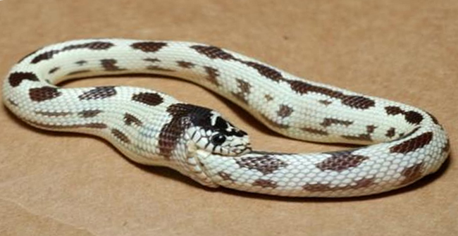 LogicalLogic76's tweet image. Democratic party right now