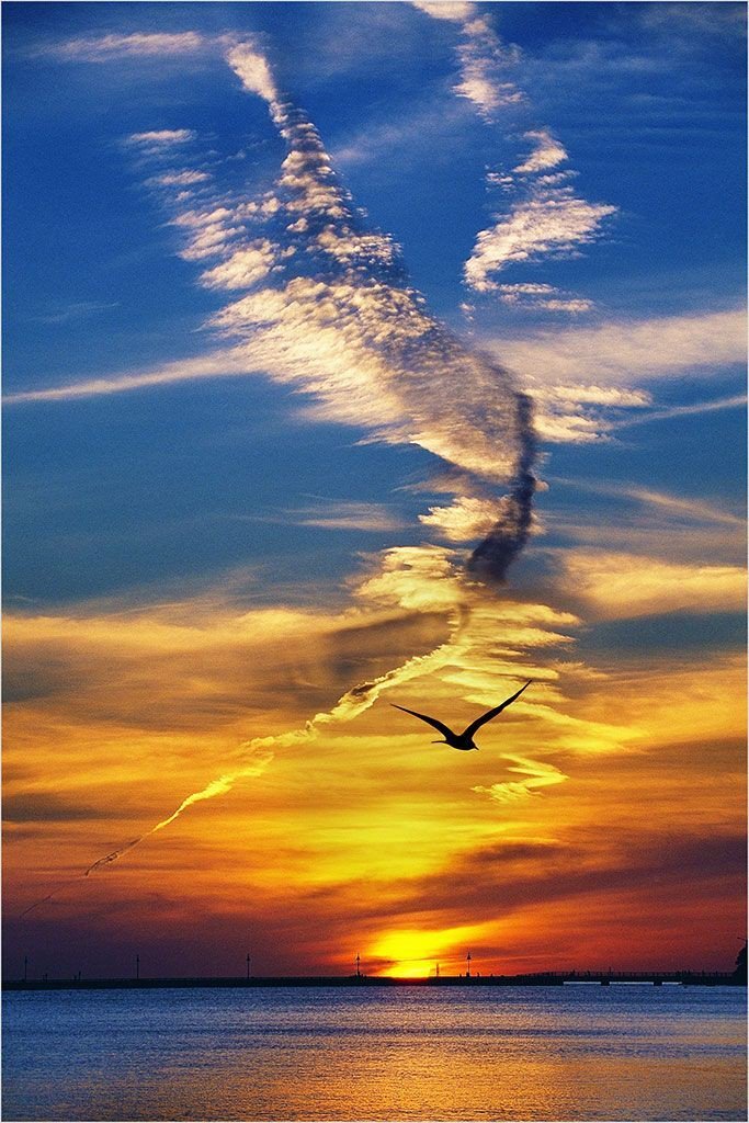 arasaucedo24's tweet photo. ~No one is free, even the birds are chained to the sky. 💙
                    - Bob Dylan -

#quote https://t.co/41EdrCBbvC