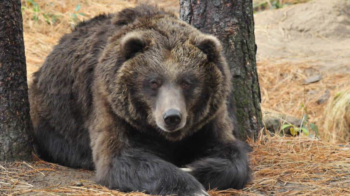 Hey All! #HappyValentinesDay2019 I present you with the story of some #UnHappySalmon to help ease the pain of a bad #ValentinesDay to show a deep love of bears, and a deep dislike of the <a href="/steelers/">Pittsburgh Steelers</a> buff.ly/2GqjtYo buff.ly/2IbfAZ3