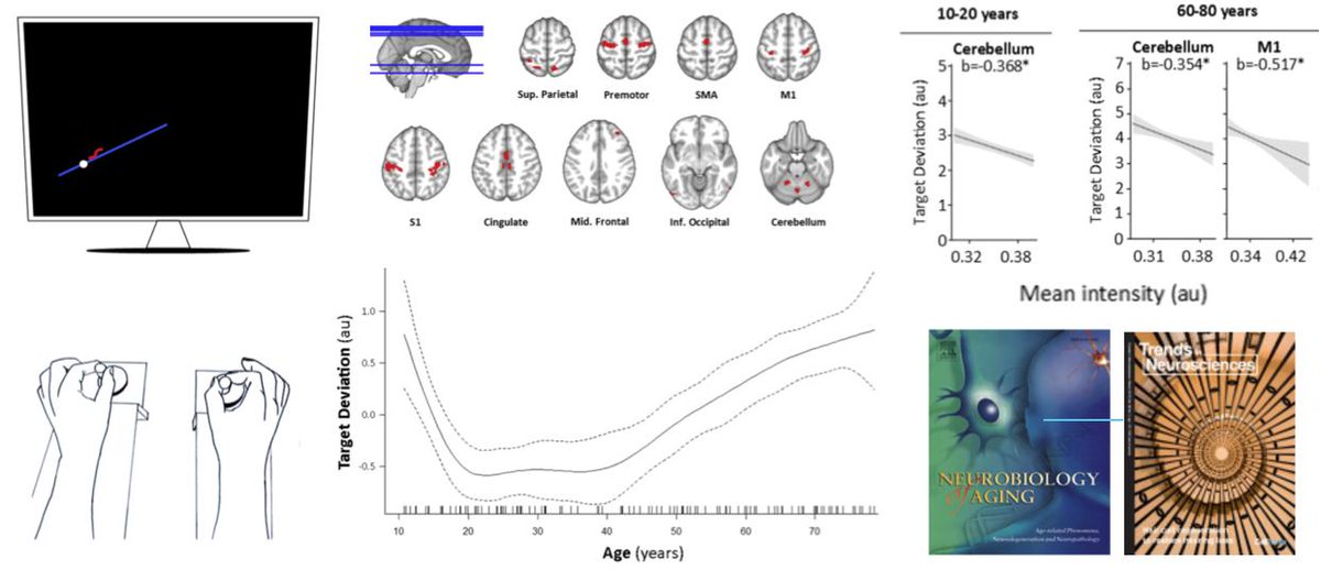 1⃣ Among other #Brain regions, #Cerebellum grey matter (lobule VI) is the best predictor of #BimanualCoordination in #Children &amp; #OlderAdults.
2⃣ Bimanual coordination #decline starts in the #40s.

Hypothesis: doi.org/10.1016/j.tins… <a href="/TrendsNeuro/">Trends in Neurosciences</a>
Article: doi.org/10.1016/j.neur…