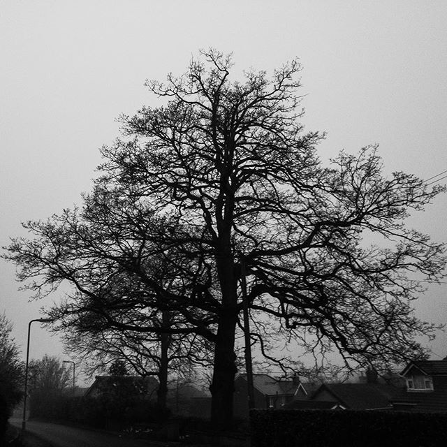 Tree.  #tree #nature #winter #noleaves #blackandwhitephotography #romsey #hampshire #uk #beautiful #silhouette ift.tt/2txCEXG