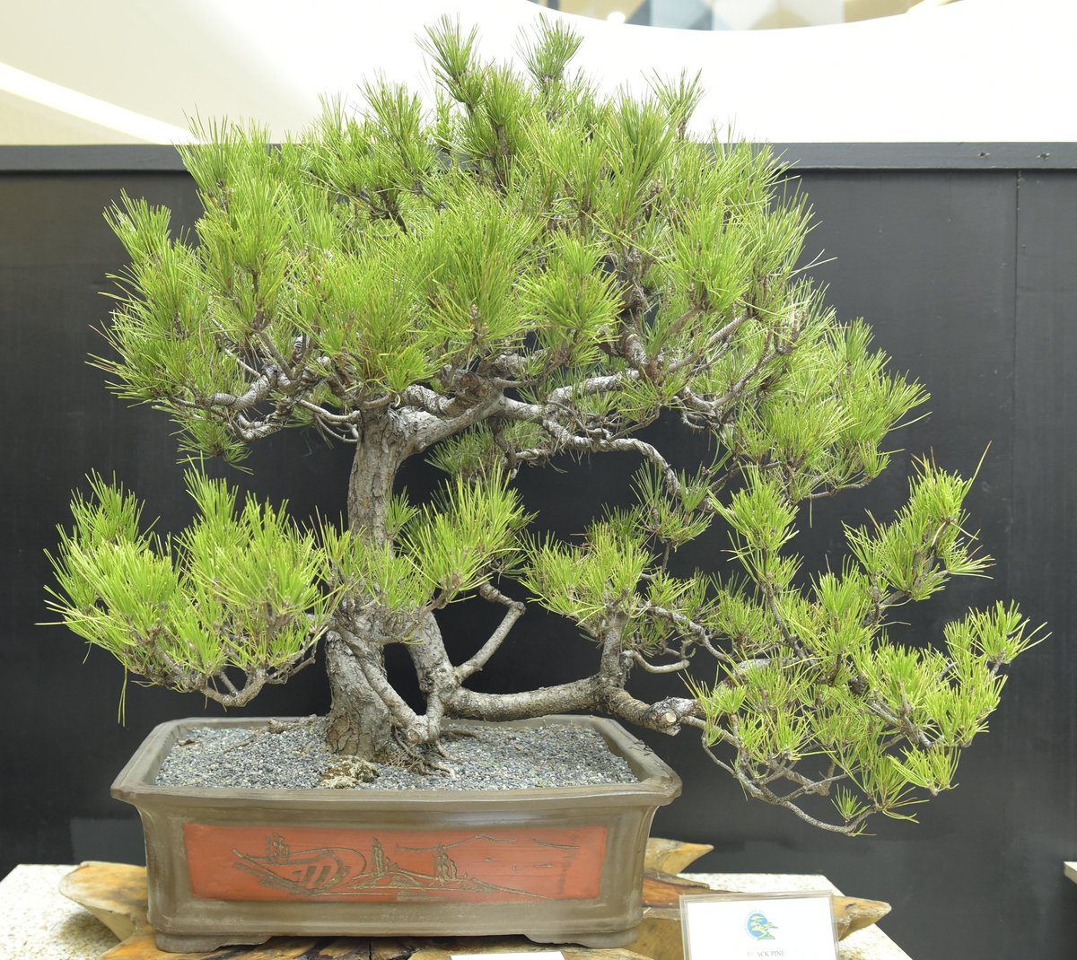 Sm Supermalls On Twitter Smthingnew The Philippine Bonsai Society Inc In Partnership With Smsupermalls Brings You Sanibpwersa A Public Bonsai Exhibition That Runs Until Feb 25 Learn Basic Bonsai Techniques From Feb