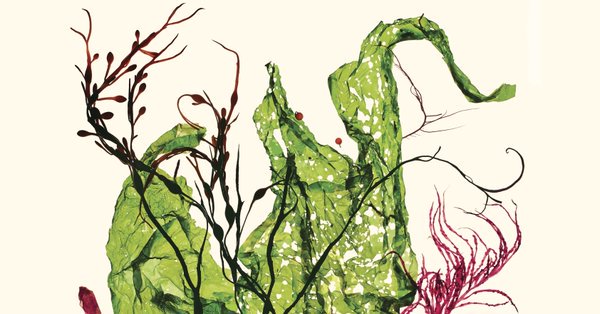 Seaweed could be the perfect food bit.ly/2SHggKl  <a href="/voguemagazine/">Vogue Magazine</a> #FoodInnovation #FutureOfFood #NovelFoods <a href="/algamafoods/">ALGAMA Ⓥ</a> <a href="/tritonalgae/">Triton Algae Innovations</a> <a href="/AlghItaly/">AlghItaly</a> <a href="/BestSpirulina/">Green Nutritionals</a> <a href="/spirainc/">Spira</a> <a href="/Spirufarm_ita/">Spireat</a>