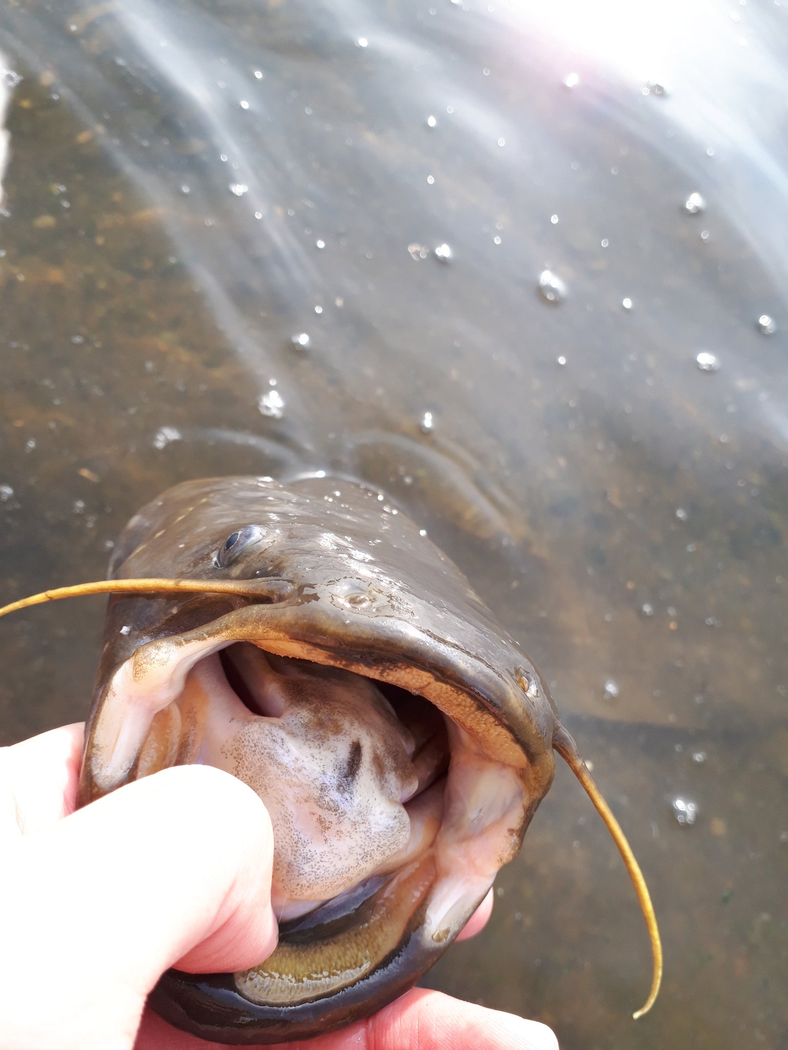 多摩川スモール Twitter Search Twitter