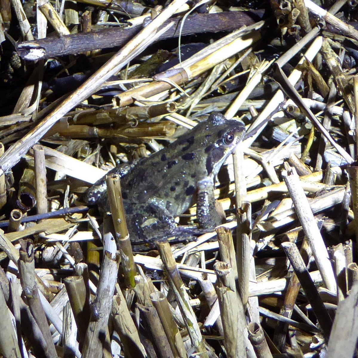 No spawn seen... hopefully won't be long! Last night #Commons volunteers checked ponds &amp; wetland areas - great to see a male Toad, Frogs (male and female) and a fleeting glimpse of a small Newt  <a href="/KentRAG/">KRAG</a> <a href="/idverde_Bromley/">Bromley Parks</a> <a href="/froglifers/">Froglife</a> @WildLondon