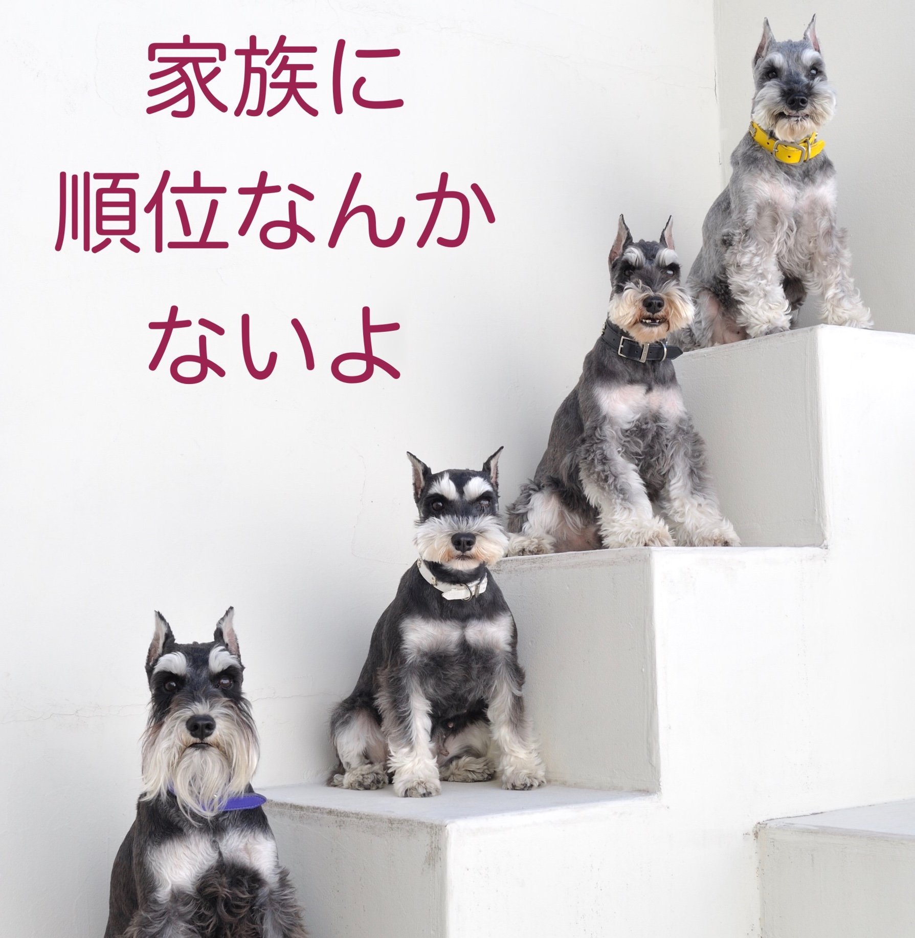 中西典子 人と犬との間には順位があると言われていますが みなさんそんな風に感じていますか 私はぜんぜん感じてないです いくつかの国立公園に生息するオオカミで 群れは家族だったことが確認されました つまり順位はないのです 犬のしつけ 中西典子 人と犬との間には順位があると言われていますが みなさんそんな風に感じていますか 私はぜんぜん感じてないです いくつかの国立公園に生息するオオカミで 群れは家族だったことが確認されました つまり順位はないのです 犬のしつけ
