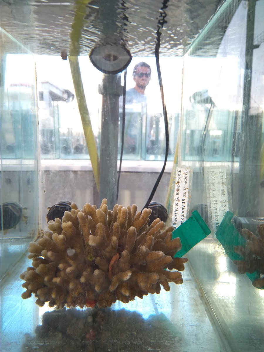 JessBellworthy's tweet photo. Today brought coral parent cohort 2019 into the Red Sea Simulator for acclimation. This year assessing the carry over effect of combined local and global scale stressors with fellow @Fine_Coral_Lab PhD student Guilhem Banc Prandi here perfectly timing his walk alongside the tanks https://t.co/OigyomblR9
