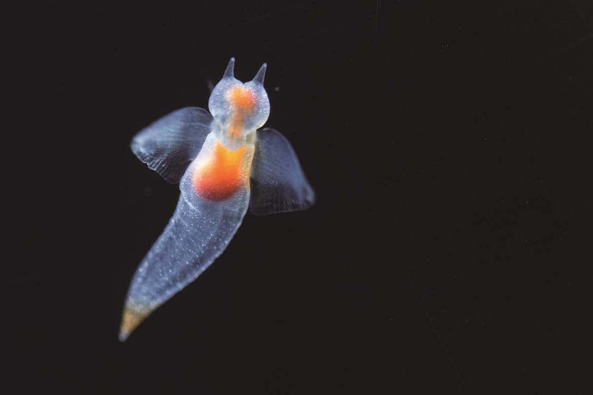 横浜 八景島シーパラダイス公式 明日2 23 土 から新エリア オホーツクの海と表情豊かな生きものたち がスタート 北海道立オホーツク流氷科学センター 協力のもとクリオネやアザラシなど 流氷の世界 に暮らす魅力あふれる生きものたちを展示
