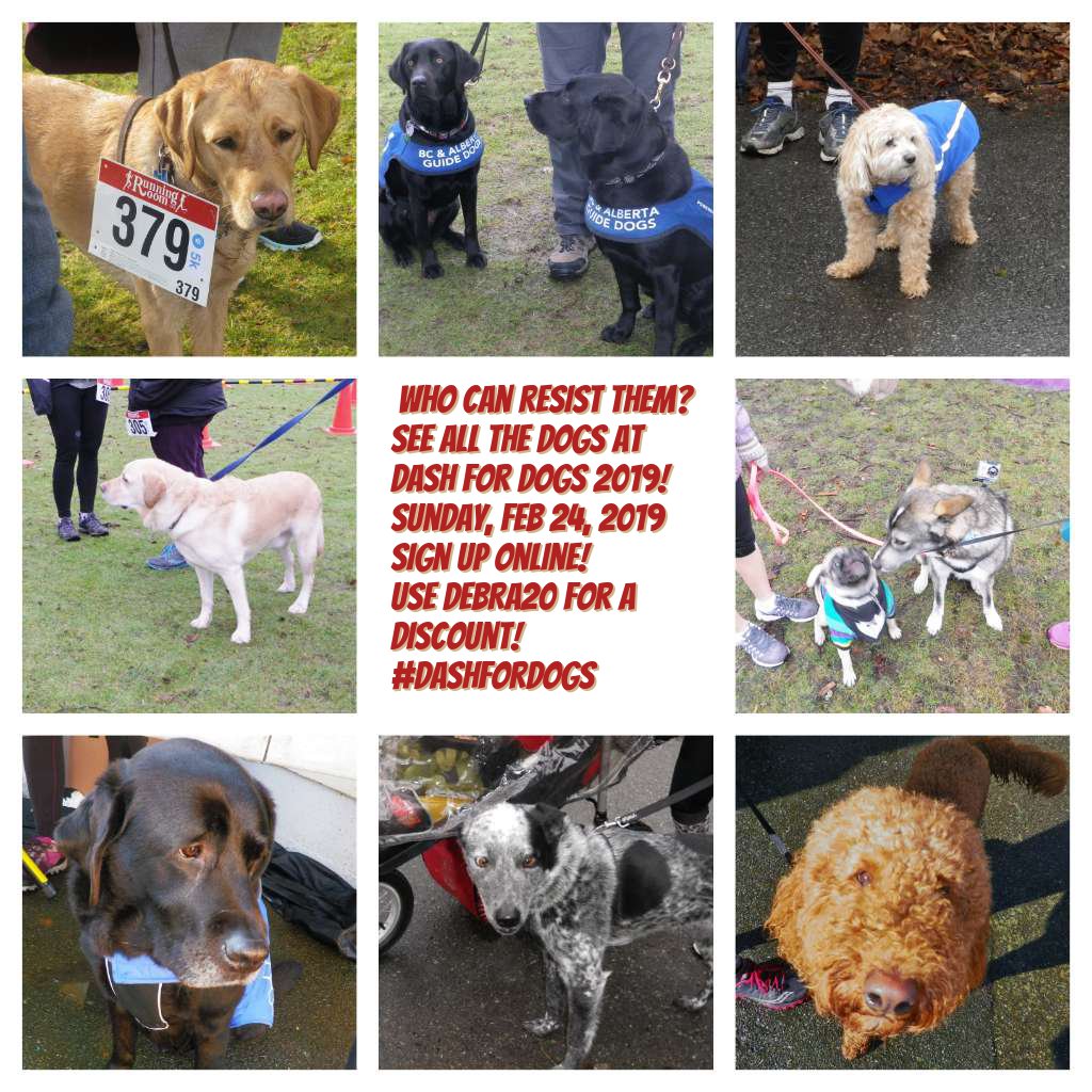 debrakato's tweet photo. Who will we see at this Sunday's @RunGoApp Dash for Dogs in gorgeous @stanleyparkvan?
Don't miss out seeing these cuties! Can hardly wait!
You can still sign up online until the 23rd!
Use DEBRA20 for a discount!
#rungodashfordogs #dashfordogs #BCGuideDogs https://t.co/Eaq5pJPRQT