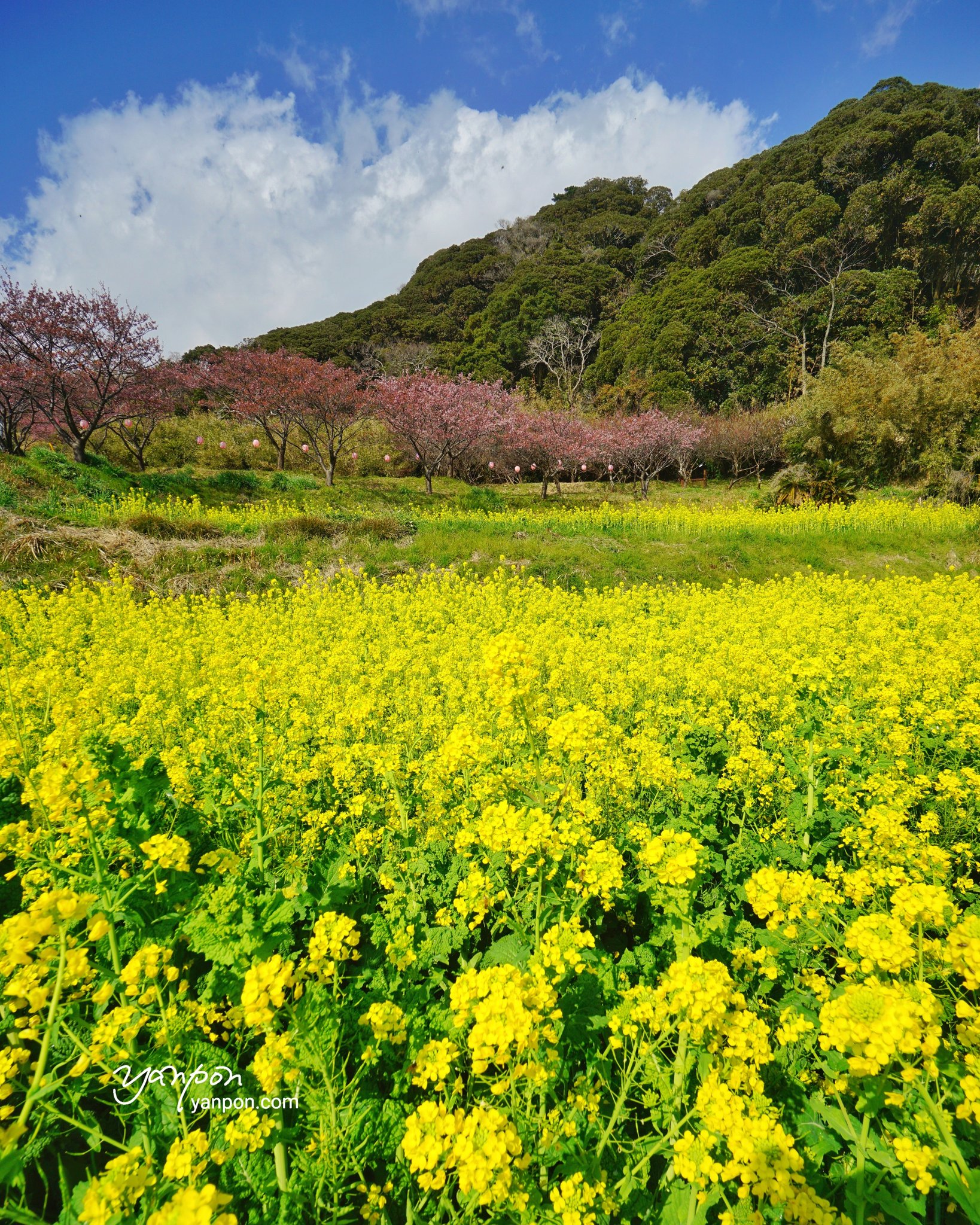 房総でハワイ気分 南房総市 抱湖園 満開の菜の花畑 元朝桜は終りかけ だが菜の花畑が超キレイだった 1902 撮影 房総の絶景 房総 千葉 絶景 Boso 南房総市 抱湖園 元朝桜 菜の花畑 T Co Euyd9z6yxp T Co Idafdknlmg