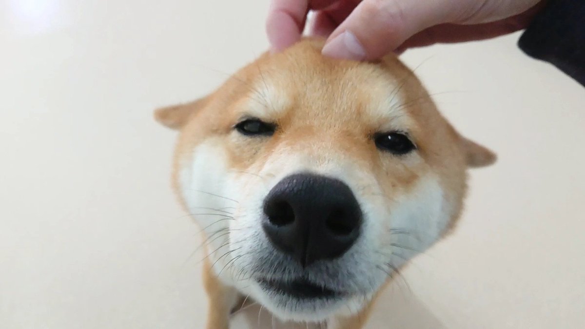 犬のひみつきち コチョコチョ気持ちいい柴犬さん Youtubeで様子を確認 T Co Zehbi2nf40 Youtube 犬 犬の保育園 柴犬 コチョコチョ